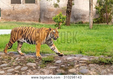 Bengal Tiger Walking In Chhatbir Zoological Park Situated Close To Zirakpur, India