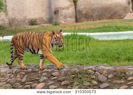 Bengal Tiger Walking In Chhatbir Zoological Park Situated Close To Zirakpur, India