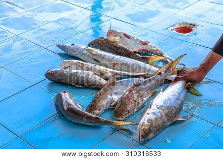 Grouper Fish Auction At Al Khor Fish Market, Al Khor Near Doha In Qatar, Middle East, Arabian Penins