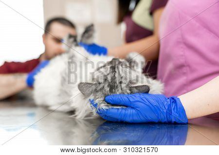 A Male Veterinarian Anesthesiologist Makes The Procedure For A Cat - A Catheterization Of The Bladde