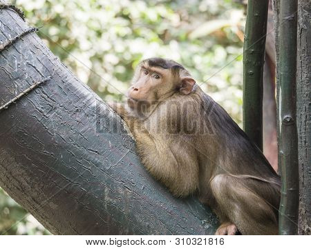 Portrait Of Southern Pig-tailed Macaque, Macaca Nemestrina Resting On A Tree Trunk Branch. Large Mac