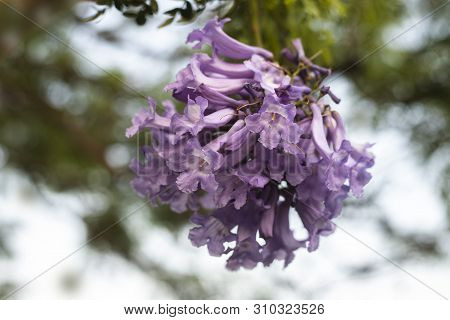 Lilac Flowers On Branch Of Jakaranda Blooming Tree