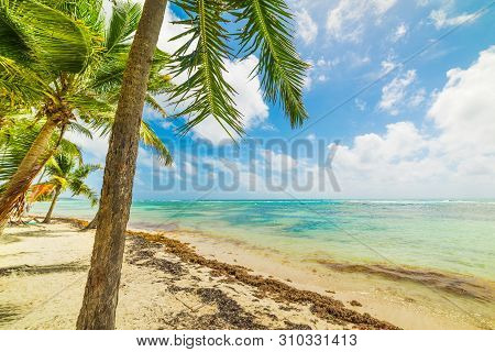 Bois Jolan Beach In Guadeloupe, French West Indies. Lesser Antilles, Caribbean Sea