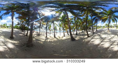 360 Degrees View Of Palm Trees In Bois Jolan Beach In Guadeloupe, French West Indies. Lesser Antille