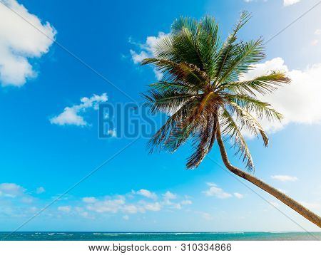 Palm Tree Over The Blue Sea In Autre Bord Beach In Guadeloupe, French West Indies. Lesser Antilles, 