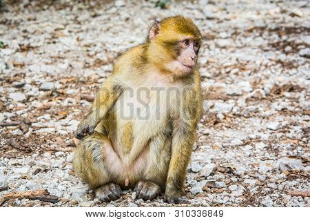 Wildlife Macaques Monkeys In Moroccan Cedar Forest Near Azrou, Morocco