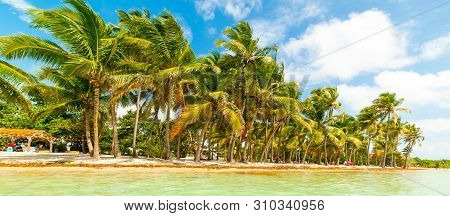Palm Trees In Bois Jolan Beach In Guadeloupe, French West Indies. Lesser Antilles, Caribbean Sea