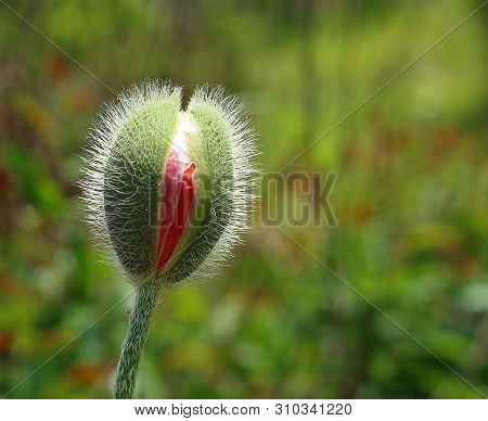 Delicate Fluffy Poppy Flower Bud Blooms In Garden In Sunlight On Green Background. Springtime Natura