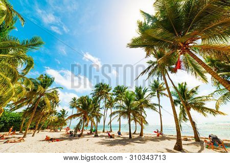 Palm Trees In Bois Jolan Beach In Guadeloupe, French West Indies. Lesser Antilles, Caribbean Sea
