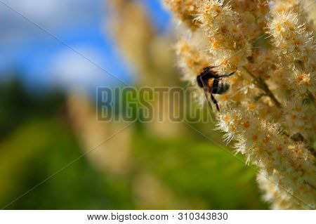 Fluffy Striped Bumblebee Collects Pollen And Nectar On The White Inflorescence Of A Sorbaria Sorbifo