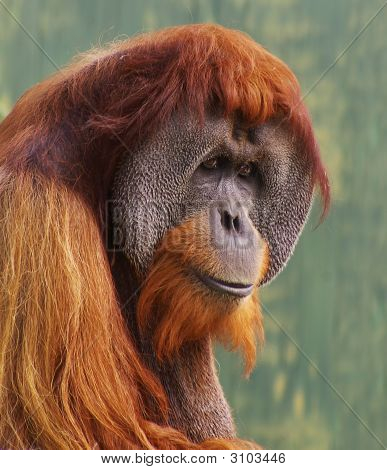 Orang Utan