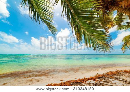 Palm Tree In Bois Jolan Beach In Guadeloupe, French West Indies. Lesser Antilles, Caribbean Sea