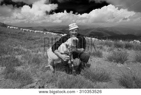 A Flock Of Sheep On A Mountain