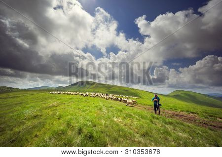 A Flock Of Sheep On A Mountain