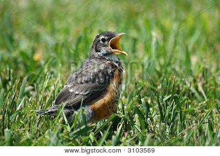 Baby Robin