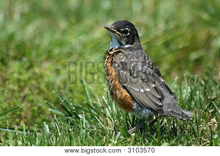 Baby Robin