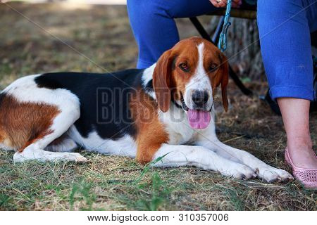 The Dog Breed American Foxhound In A Public Park