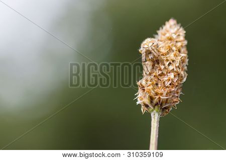 Young Female Of A Arabesque Orbweaver Spider Waiting.