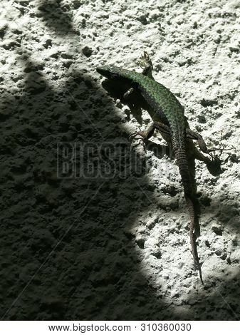 Green Lizard On A Gray Plaster Of The Wall, Light And Shadow