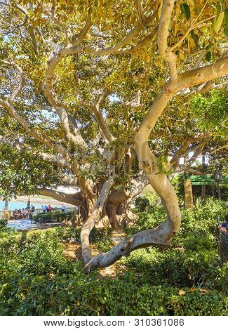 A Ombu Tree (phytolacca Dioica) In The Jardines De Alameda Apodaca Gardens. Cadiz, Andalusia, Spain.