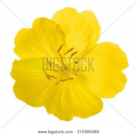 Common Evening Primrose Flower Isolated On White