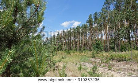 Wide Glade In A Pine Forest In Summer