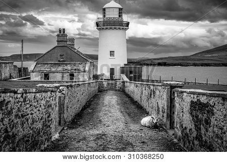 Ballyglass Lighthouse
On The East Coast Of County Mayo, Ireland. A Lone Sheep Is Resting On The Road