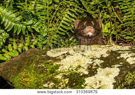 Young American Mink (neovison Vison) Close Up