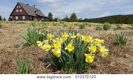 Daffodils On A Meadow In Jizerka Village