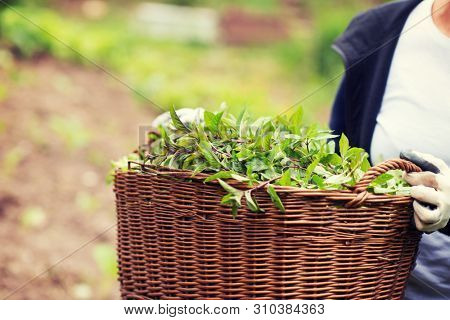 gardening woman holding wooden basket with healthy herbs ment peppermint tea fresh close up