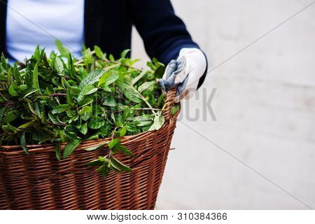 gardening woman holding wooden basket with healthy herbs ment peppermint tea fresh close up