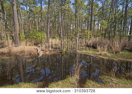 Forest In The Wetland Waters In The Blackwater National Wildlife Refuge In Maryland