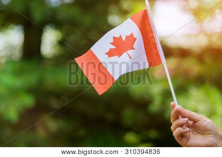 Ffemale Hand Holding A Canadian Flag To Celebrate The Canada Day Holiday
