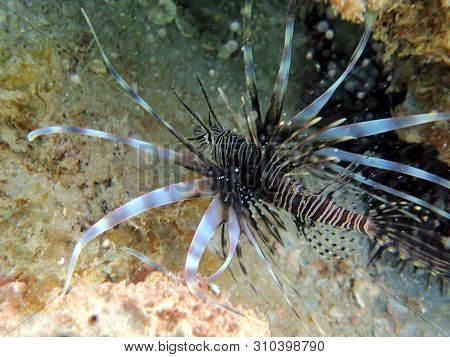 Pterois Volitans Or Red Lionfish Is A Venomous Reef Fish In The Family Scorpaenidae, Are Natively Fo