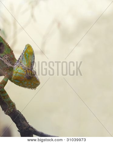 Chamaeleo Calyptratus - tilslørede kamæleon