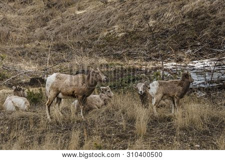 Bighorn Female Sheep Or Ewe Ovis Canadensis Big Mammal In The Foresr East Of British Columbia Canada