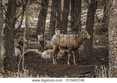 Bighorn Female Sheep Or Ewe Ovis Canadensis Big Mammal In The Foresr East Of British Columbia Canada