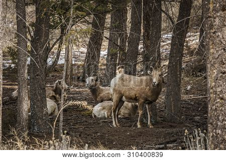 Bighorn Female Sheep Or Ewe Ovis Canadensis Big Mammal In The Foresr East Of British Columbia Canada