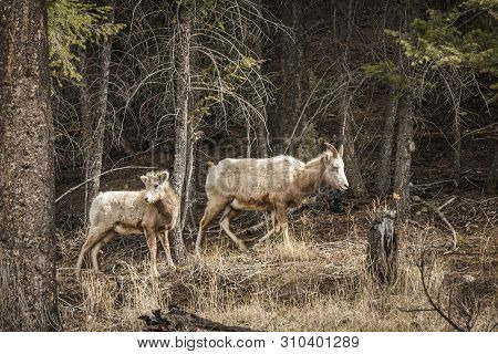 Bighorn Female Sheep Or Ewe Ovis Canadensis Big Mammal In The Foresr East Of British Columbia Canada