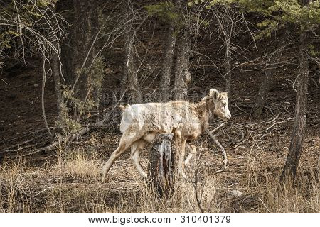 Bighorn Female Sheep Or Ewe Ovis Canadensis Big Mammal In The Foresr East Of British Columbia Canada