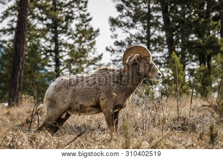 Bighorn Male Sheep Or Ram Ovis Canadensis Big Mammal In The Foresr East Of British Columbia Canada.