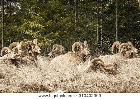 Bighorn Male Sheep Or Ram Ovis Canadensis Big Mammal In The Foresr East Of British Columbia Canada.