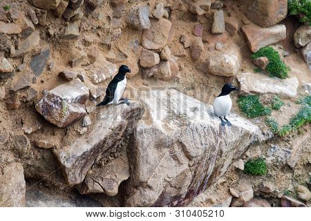Two Razorbills On Rocks In Saltee Islands