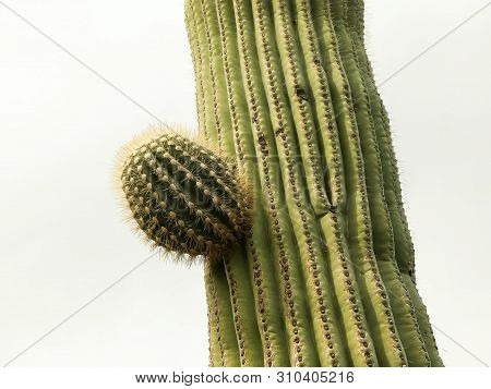A Young Saguaro Cactus Branch Near Ajo, Az