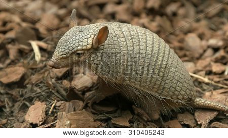 Side View Of A Screaming Hairy Armadillo