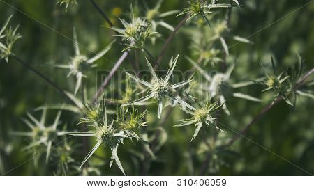 Carduus Acanthoides. Common Thistles. Honey Plant. Green Nature Background.