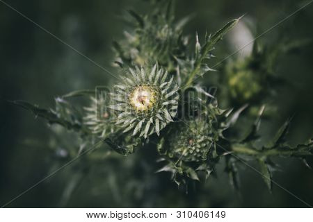 Carduus Acanthoides. Common Thistles. Honey Plant. Green Background.