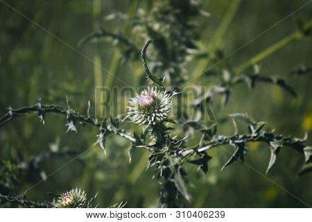 Carduus Acanthoides. Common Thistles. Honey Plant. Green Background. Nature Background.