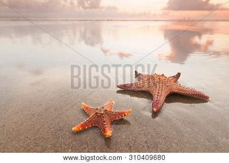 Two starfish on sea beach at sunset, Bali, Seminyak, Double six beach