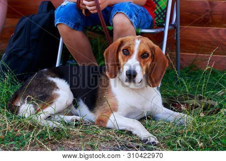 The Dog Breed American Foxhound In A Public Park